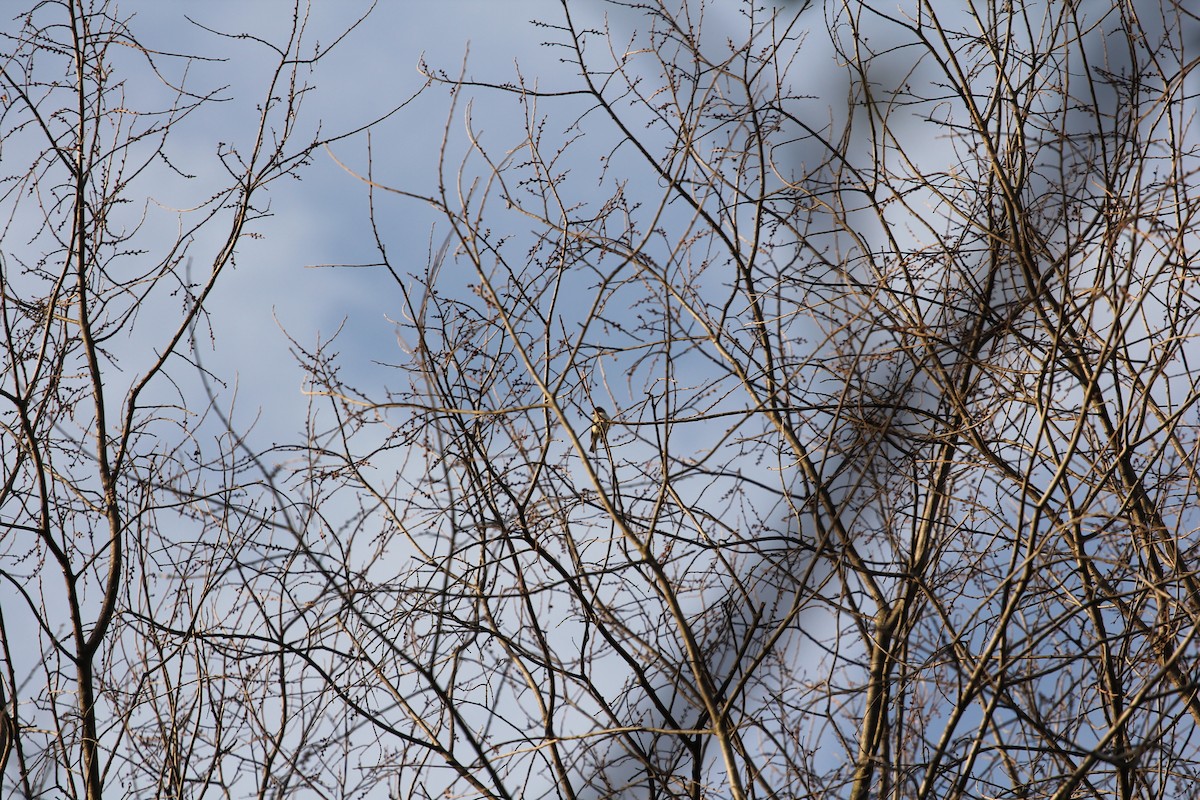 Least Flycatcher - ML657534736