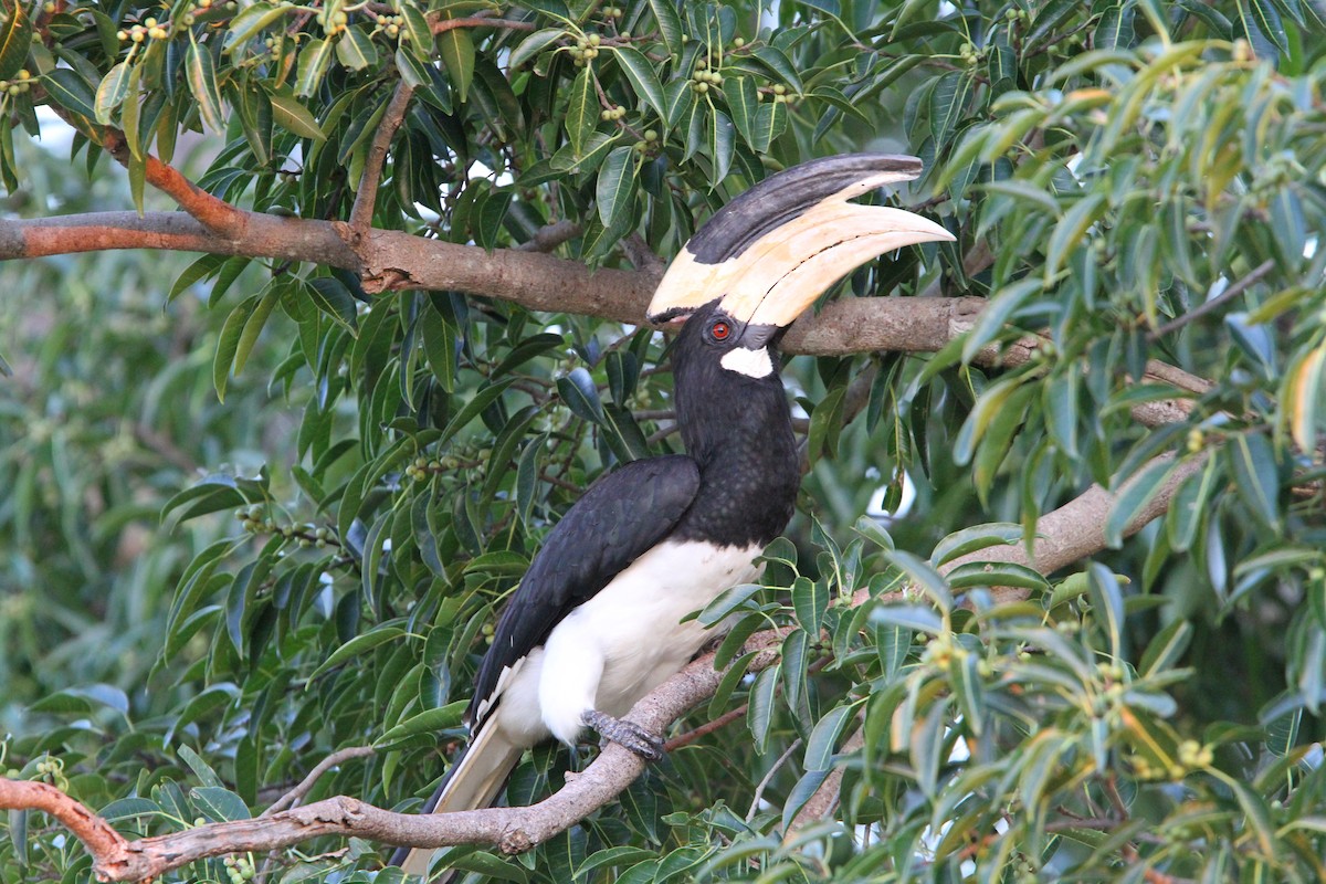 Malabar Pied-Hornbill - ML65753491