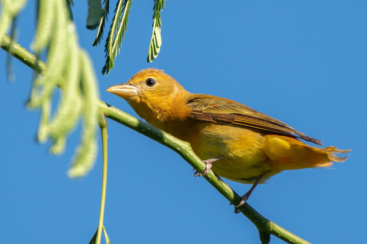 Summer Tanager - ML657535006