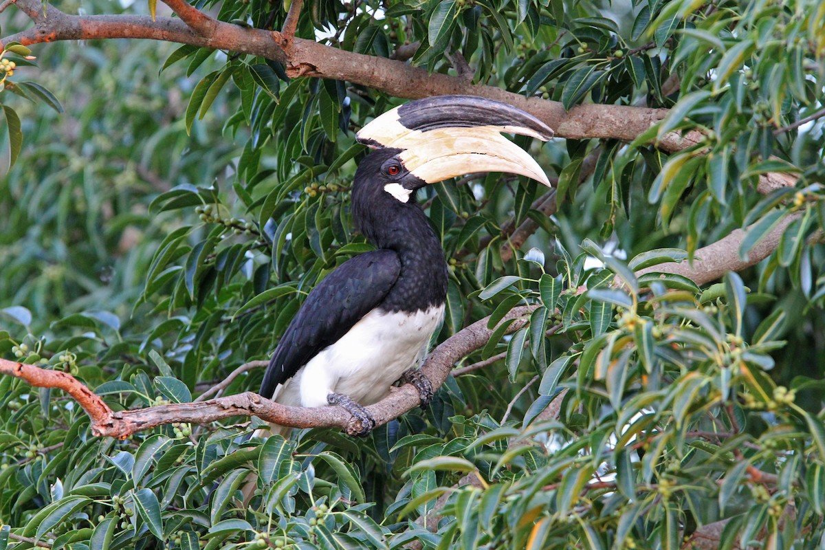 Malabar Pied-Hornbill - ML65753511