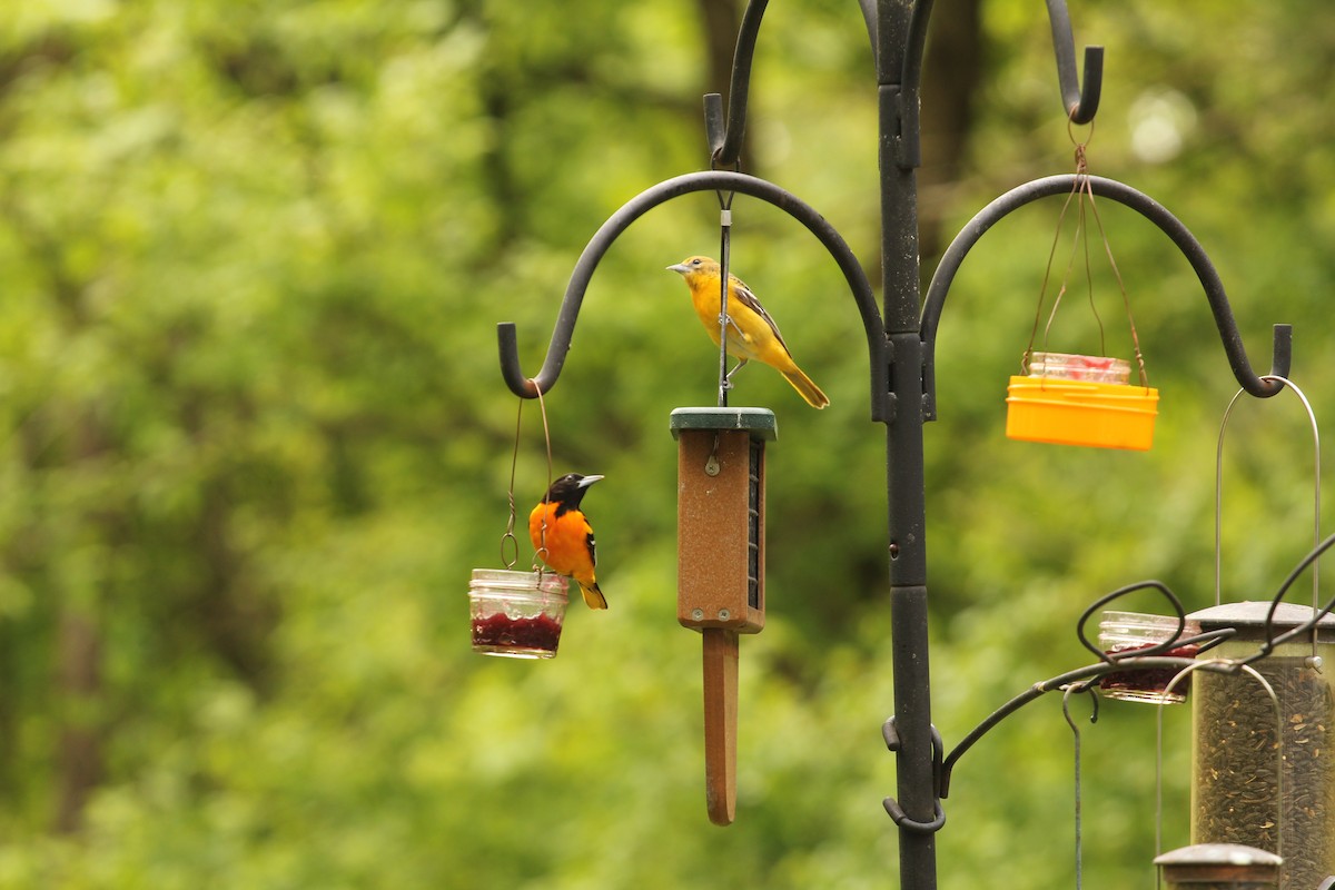 Baltimore Oriole - ML657535247
