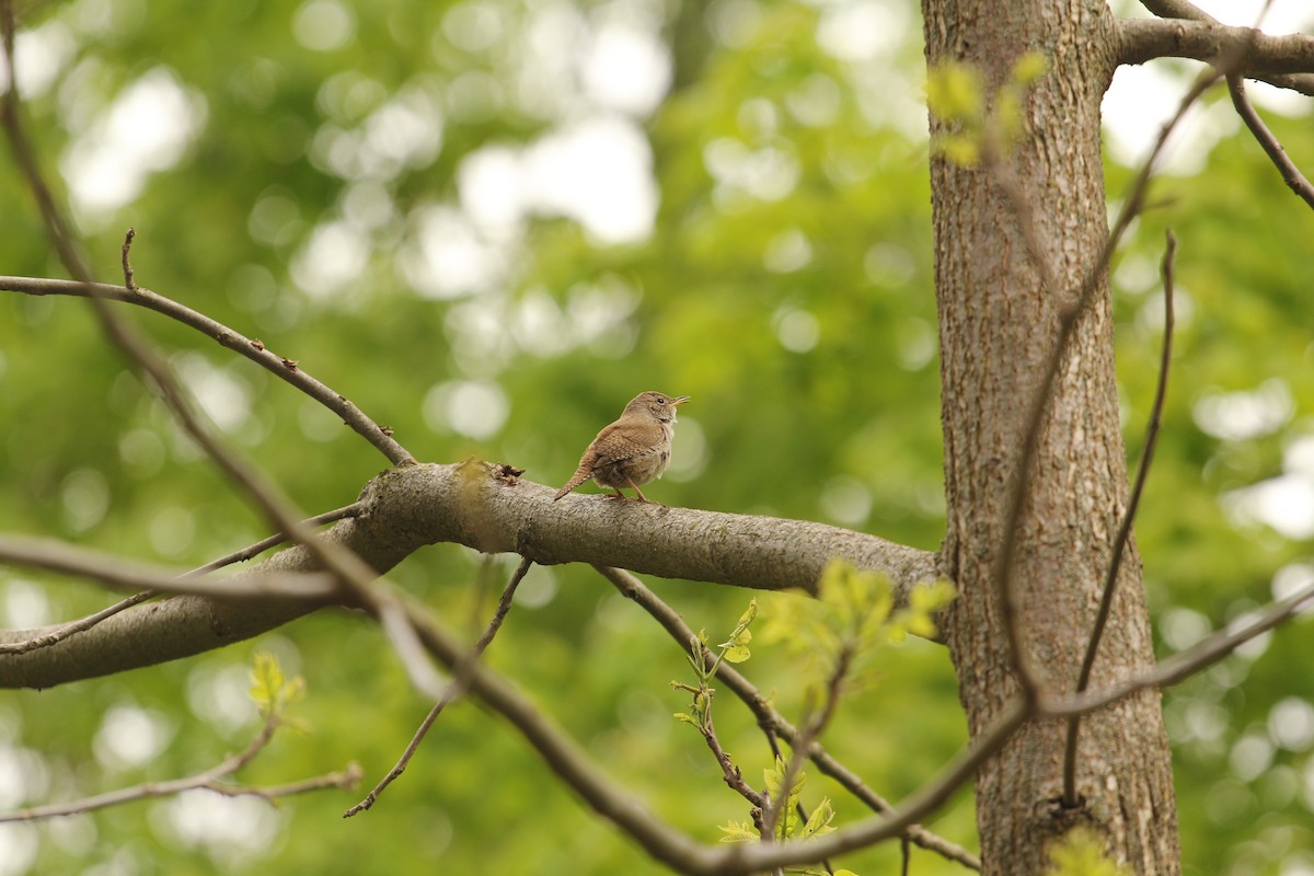 Northern House Wren - ML657535425