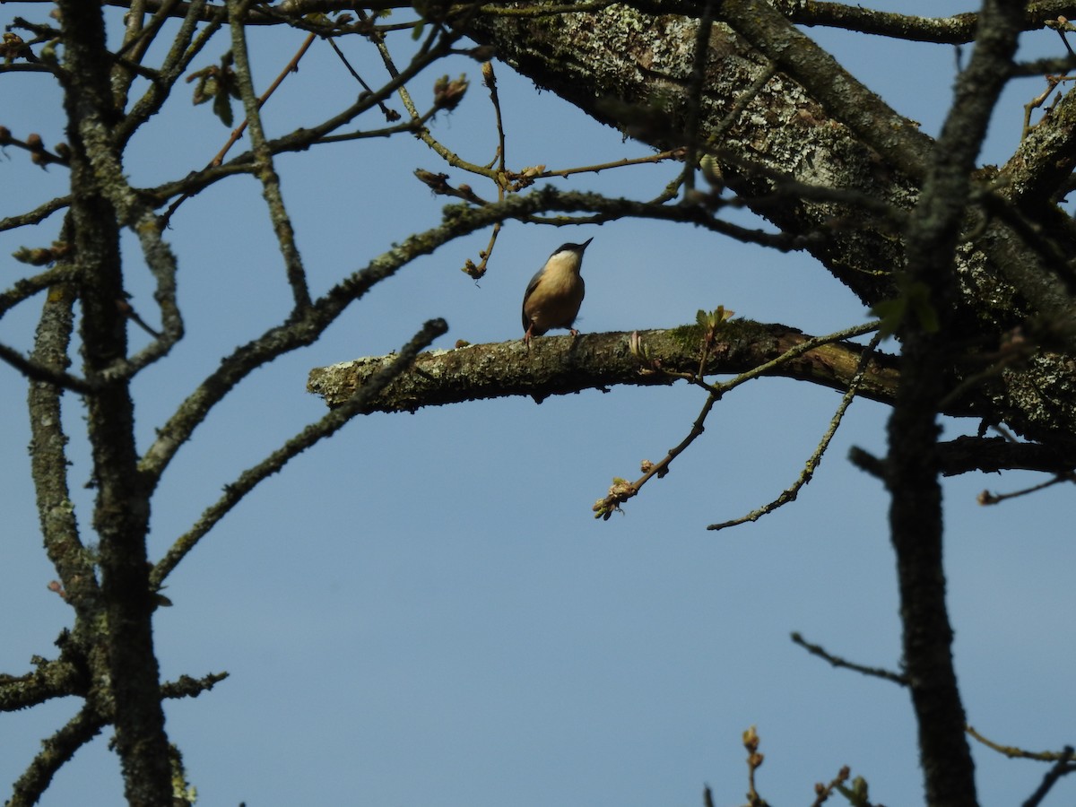 Garrapo eurasiarra - ML657535743