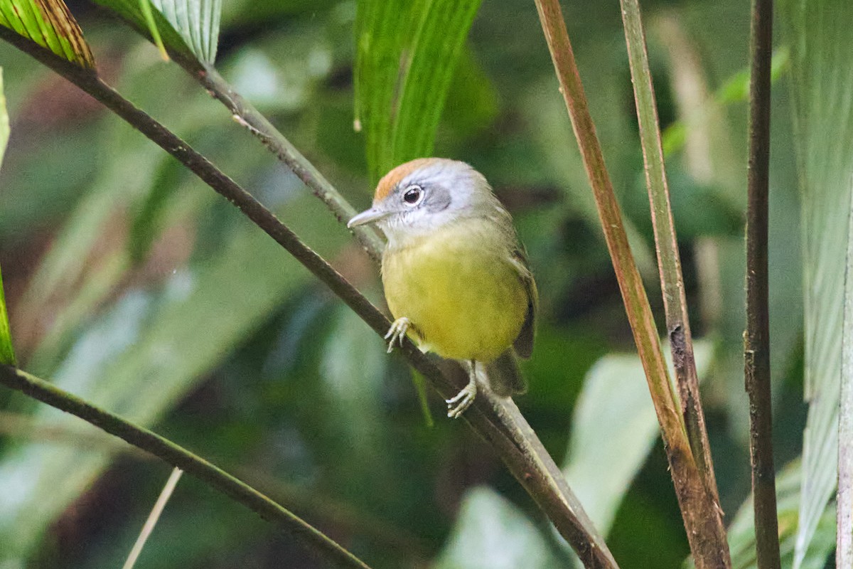 Plain Antvireo - ML657537599