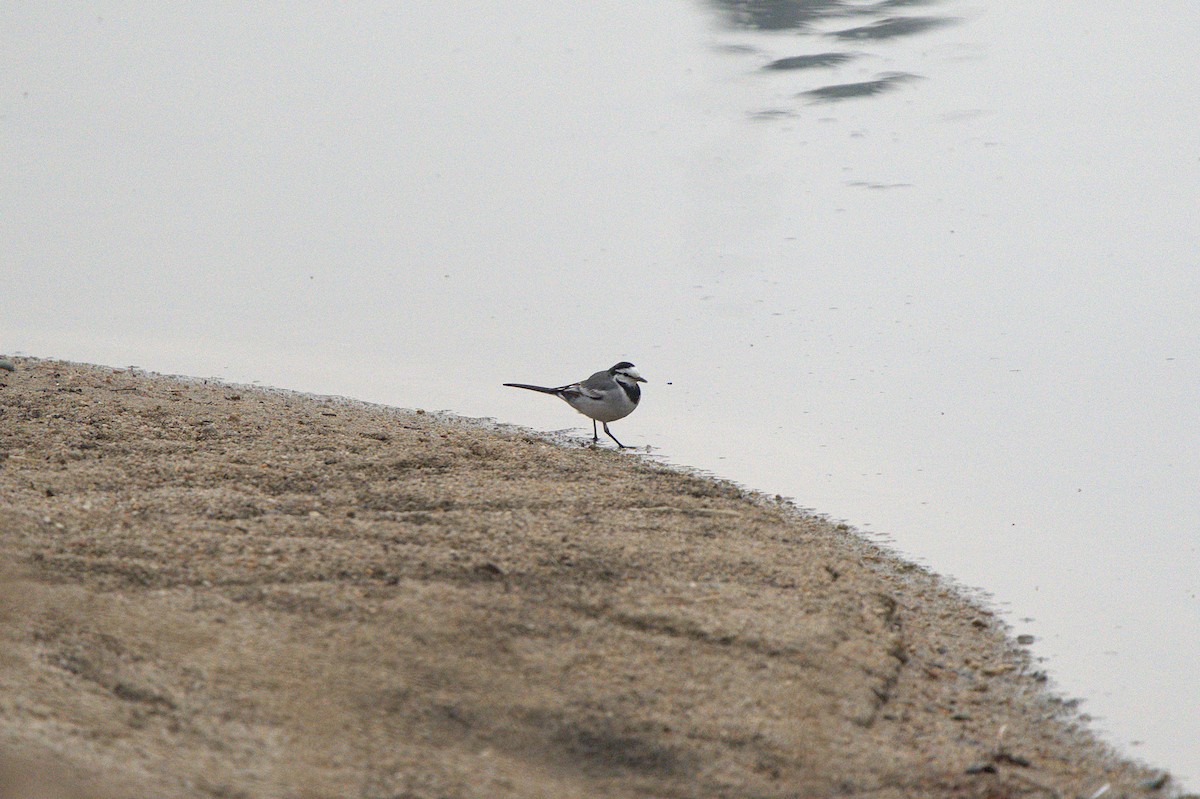 linerle (ocularis) - ML657539254