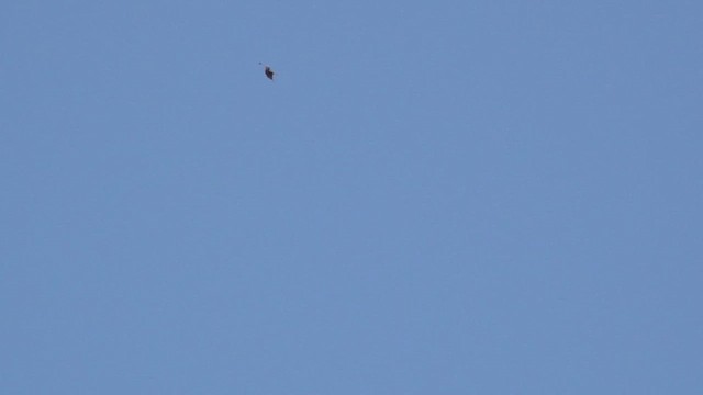 Plain Swift - ML657540416