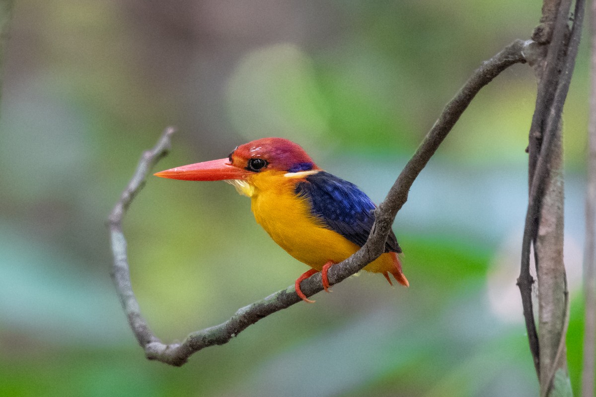 Black-backed Dwarf-Kingfisher - ML657541908