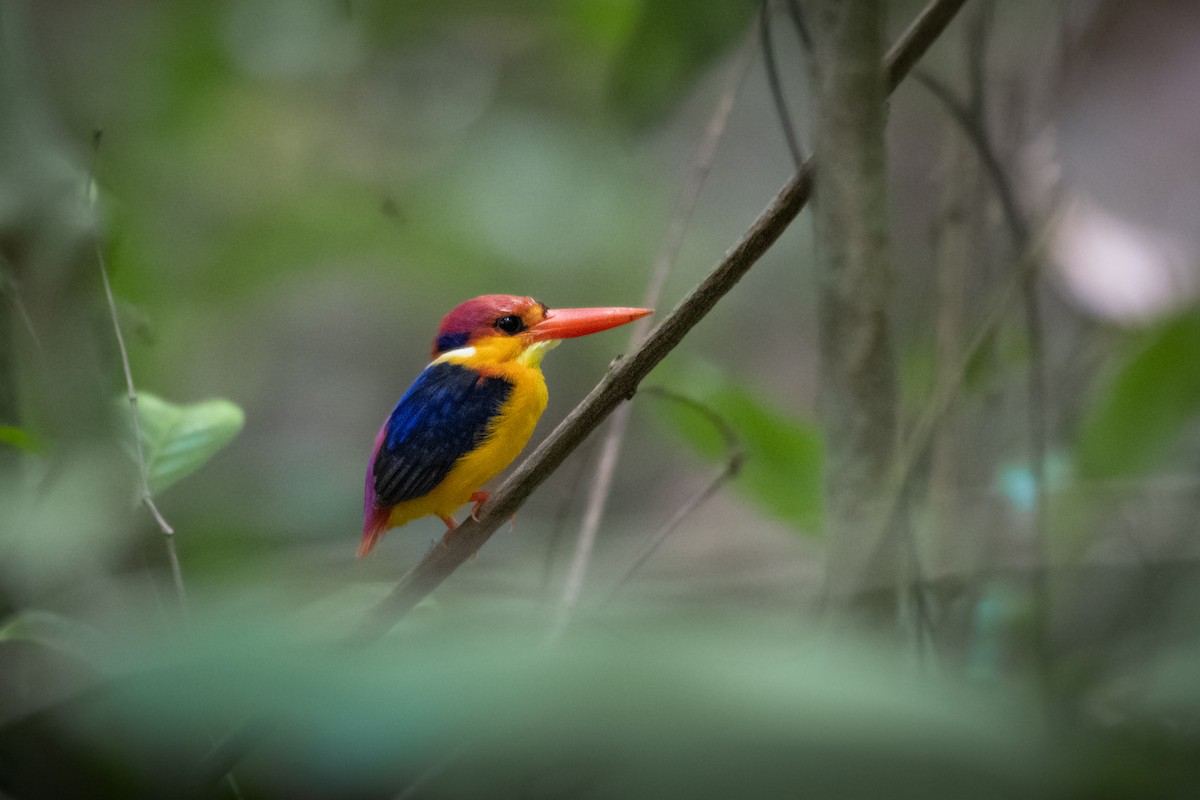 Black-backed Dwarf-Kingfisher - ML657541909