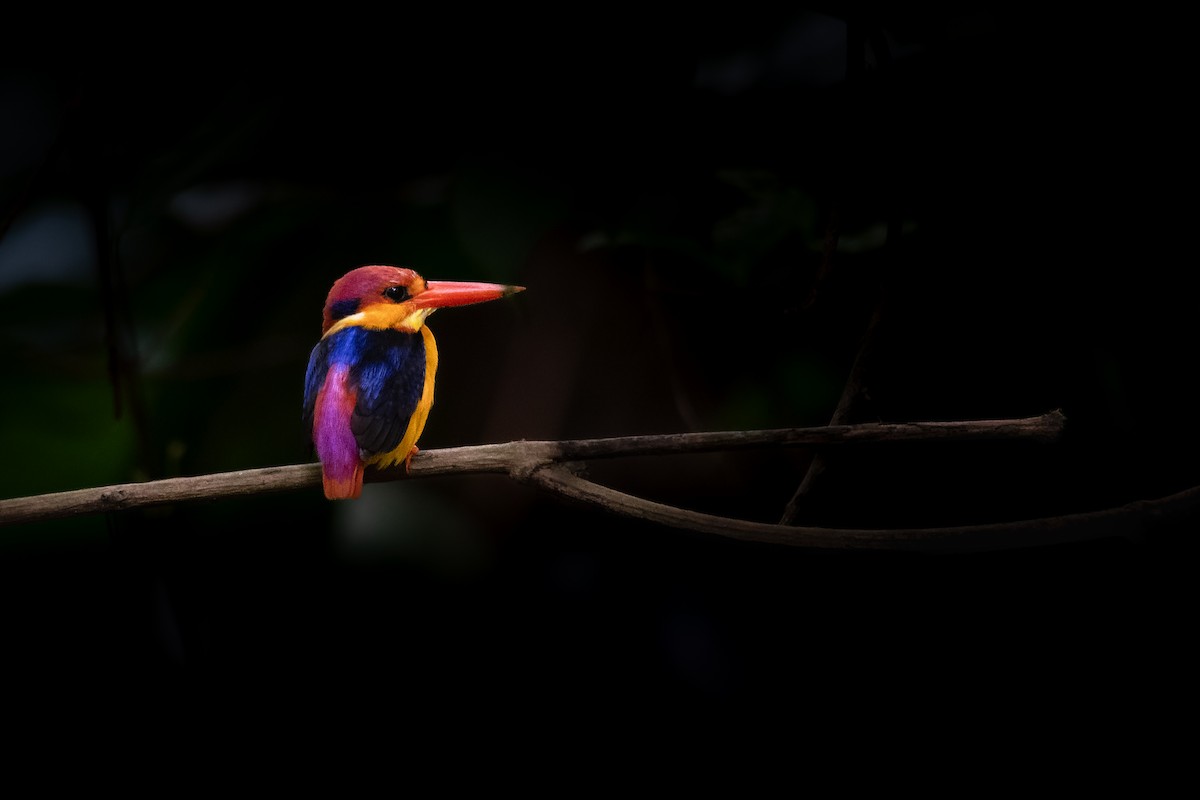 Black-backed Dwarf-Kingfisher - ML657541910