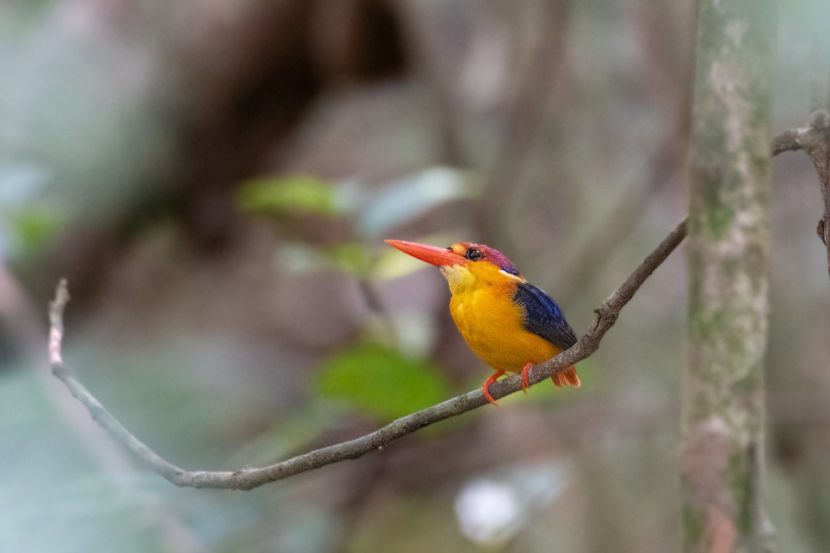 Black-backed Dwarf-Kingfisher - ML657541911