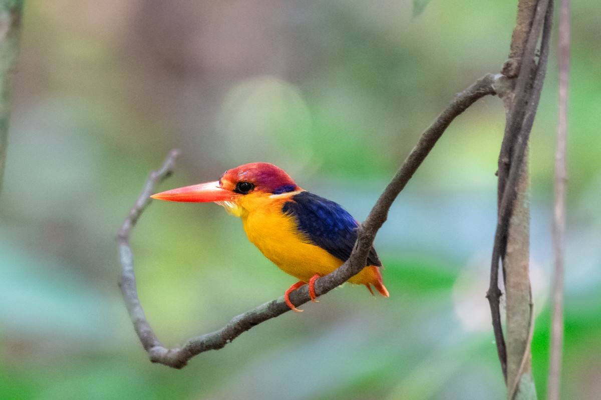 Black-backed Dwarf-Kingfisher - ML657541912