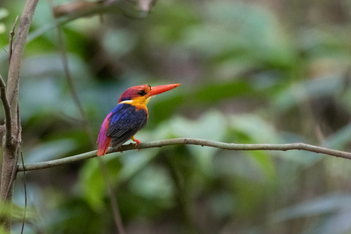 Black-backed Dwarf-Kingfisher - ML657541913