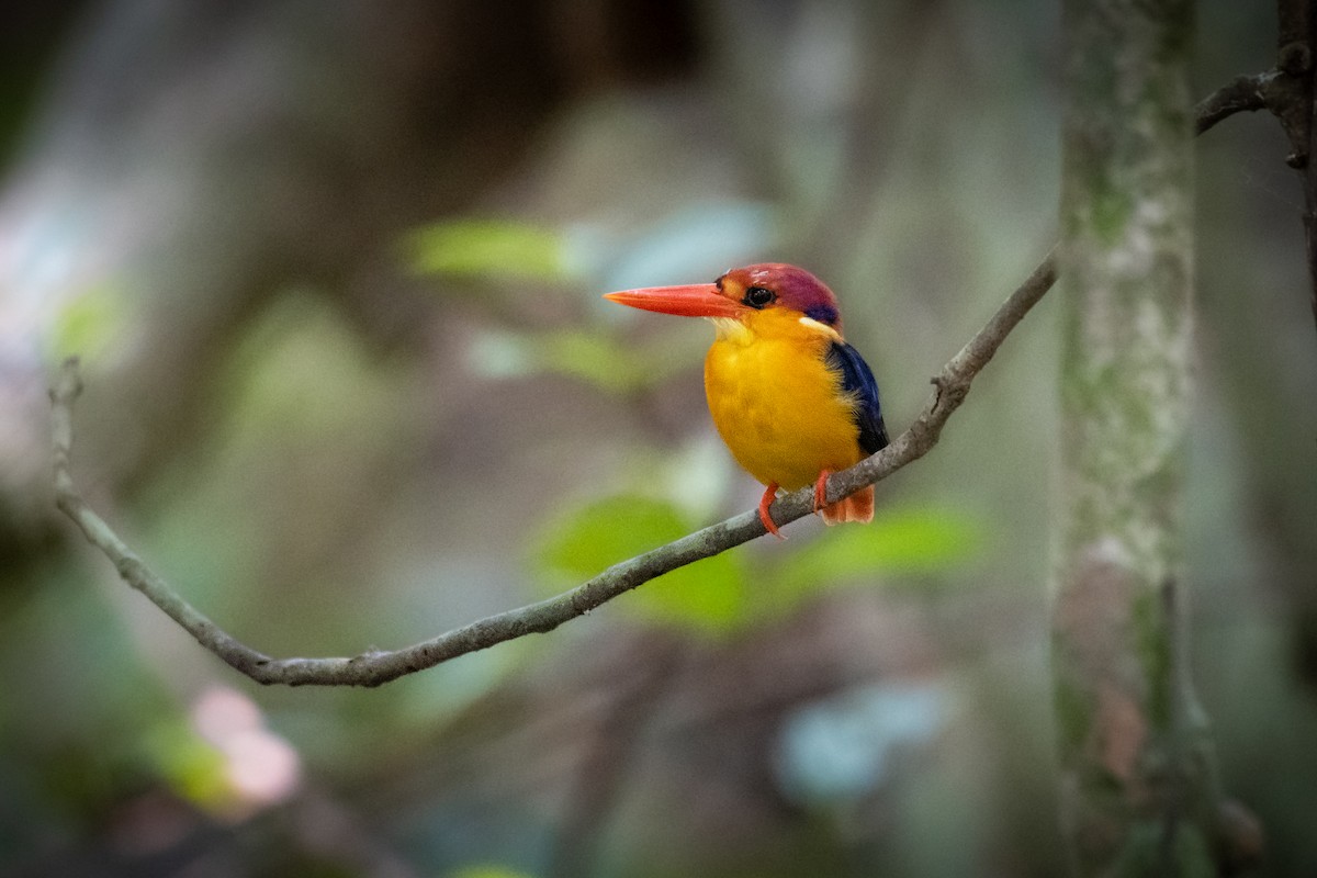 Black-backed Dwarf-Kingfisher - ML657541914