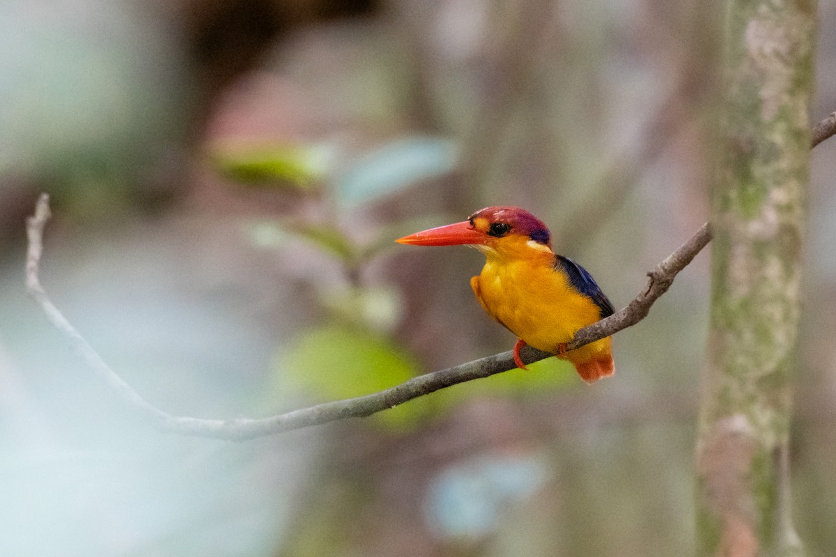 Black-backed Dwarf-Kingfisher - ML657541915