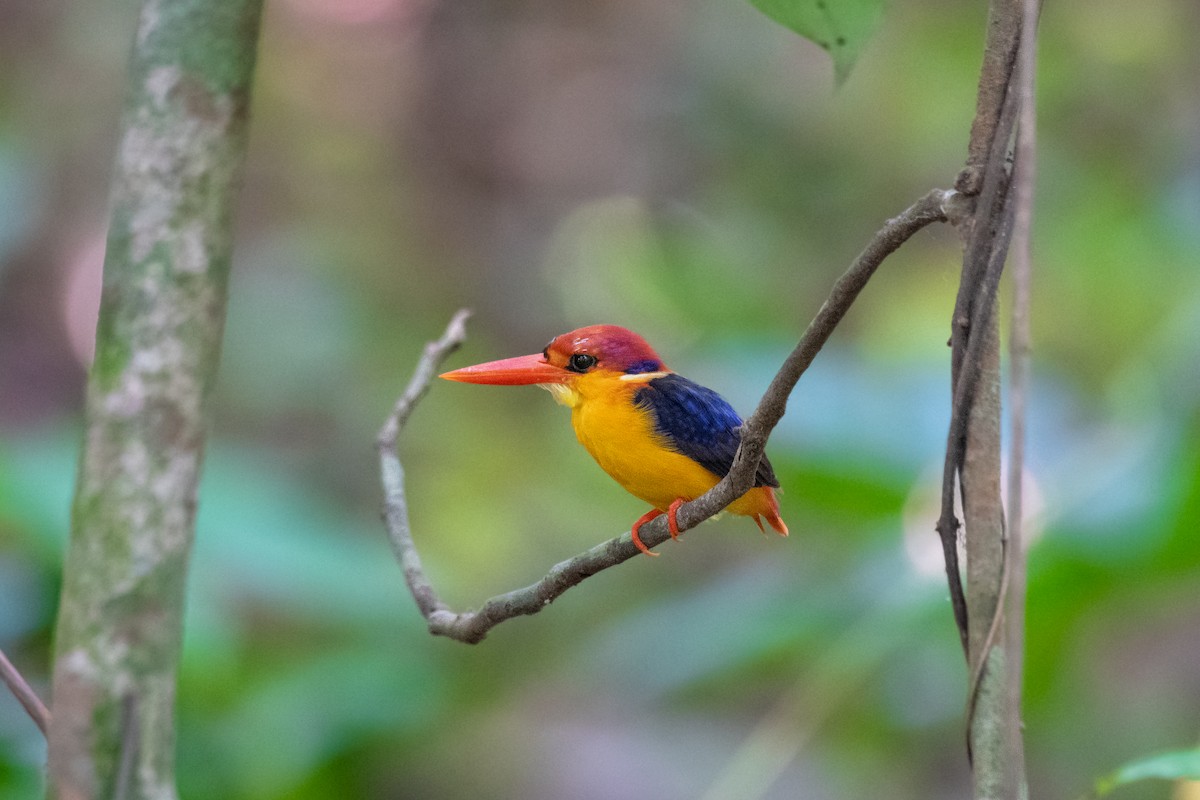Black-backed Dwarf-Kingfisher - ML657541916