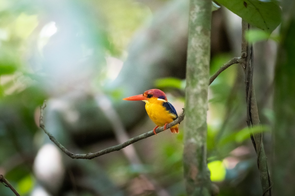 Black-backed Dwarf-Kingfisher - ML657541917