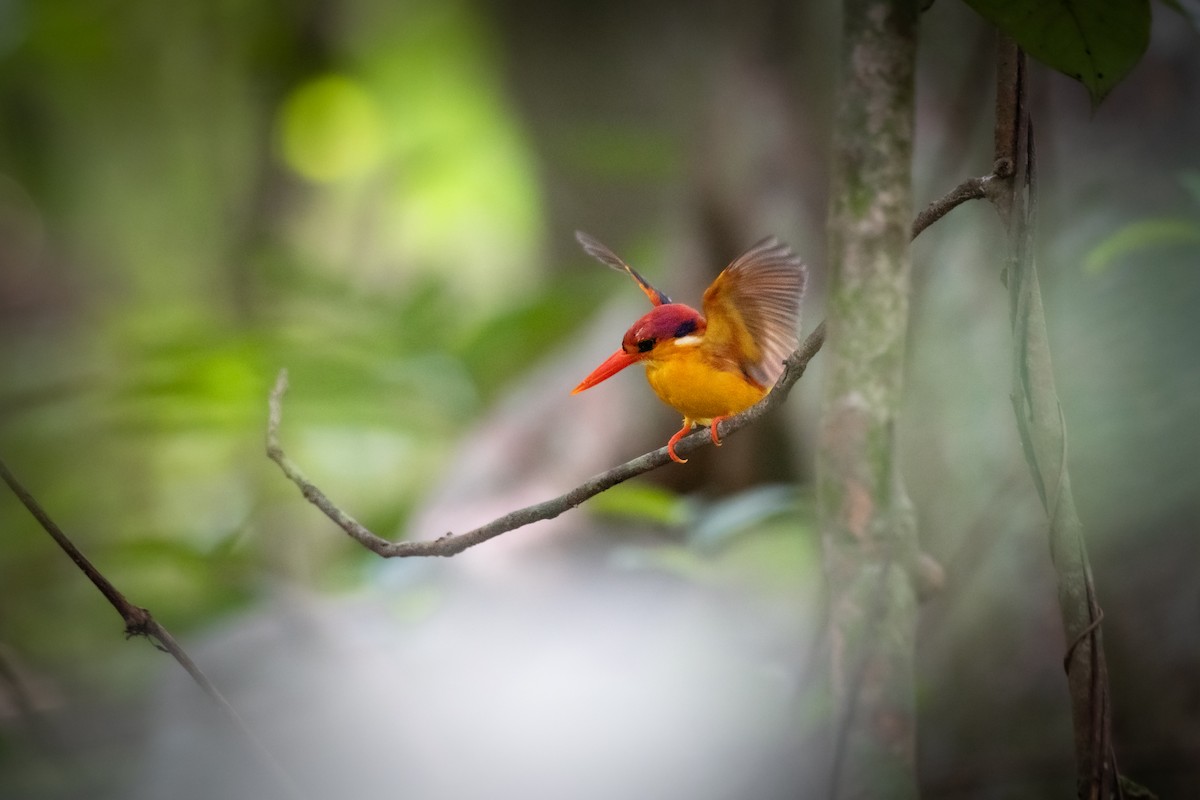 Black-backed Dwarf-Kingfisher - ML657541918