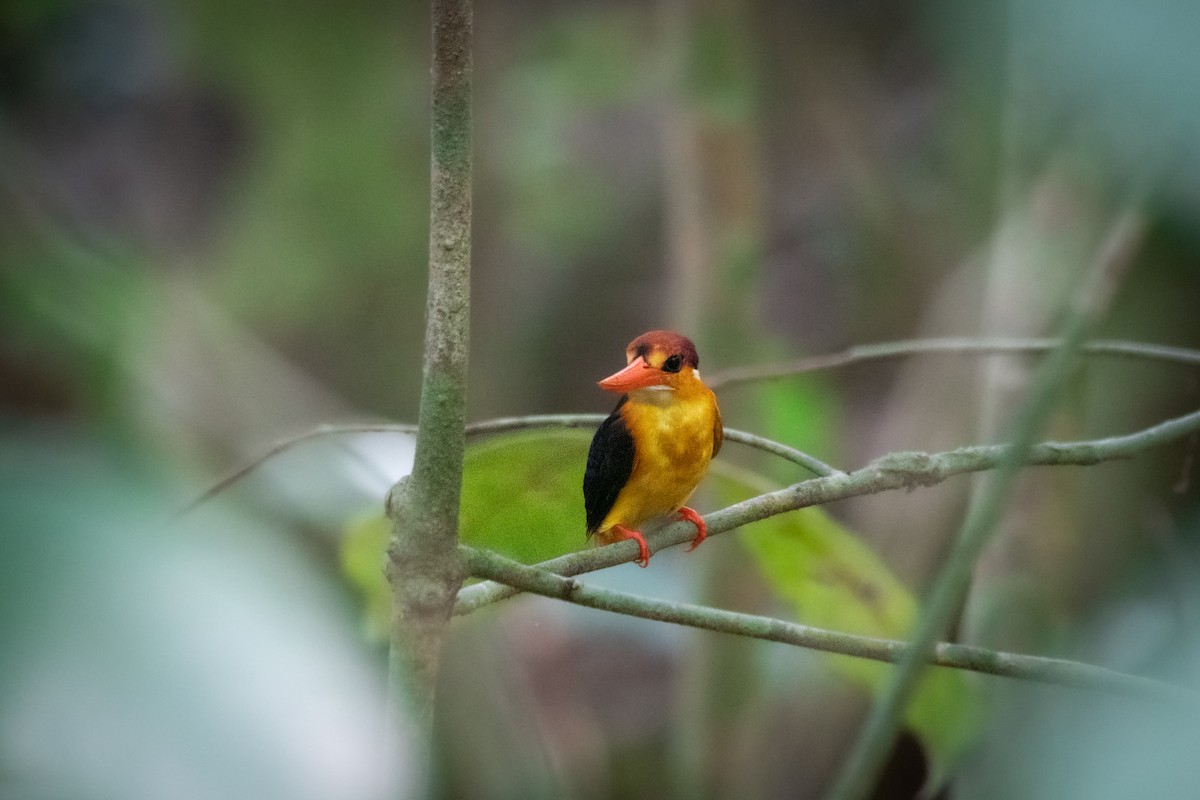 Black-backed Dwarf-Kingfisher - ML657542453