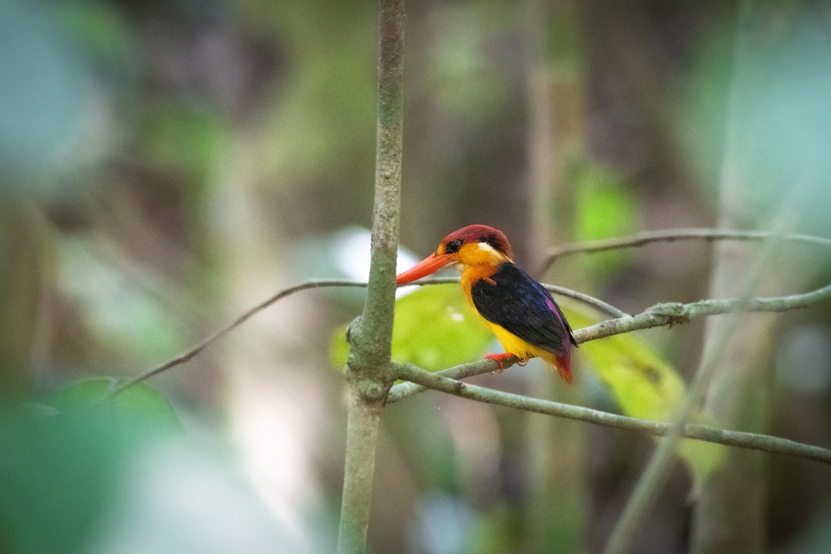 Black-backed Dwarf-Kingfisher - ML657542454