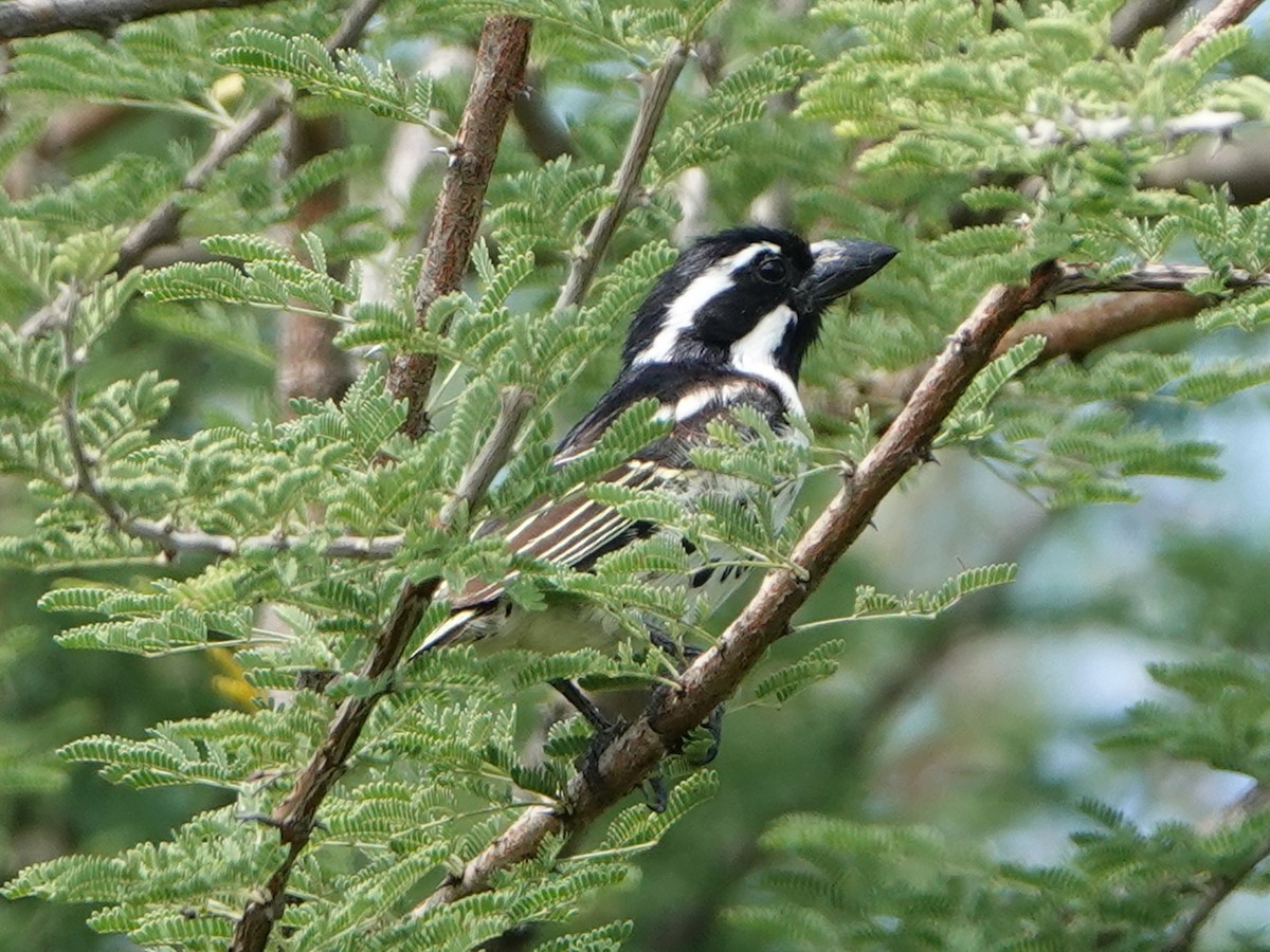 Spot-flanked Barbet - ML657542495