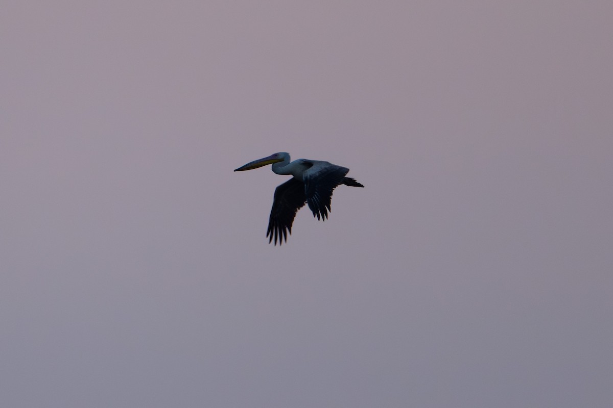 Great White Pelican - ML657542645