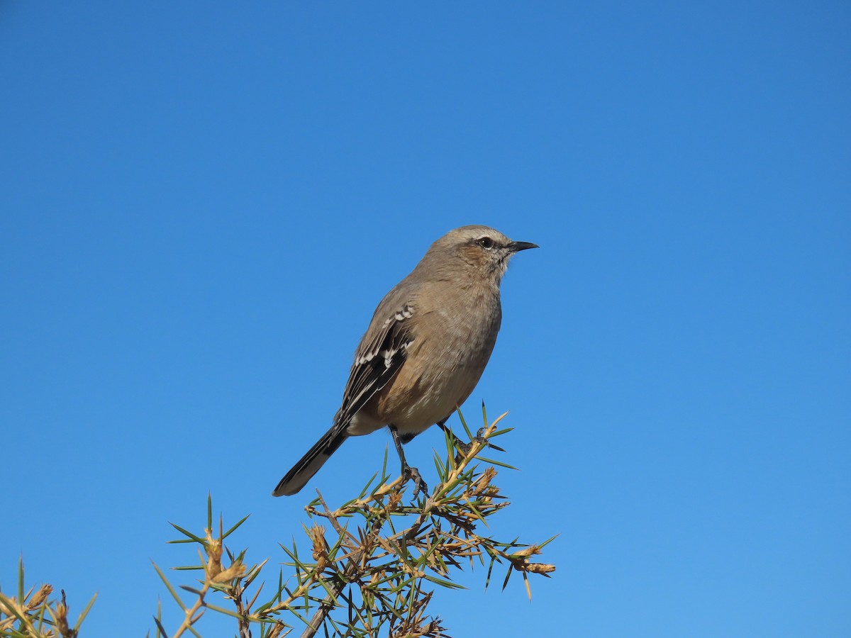 patagoniaspottefugl - ML657542809
