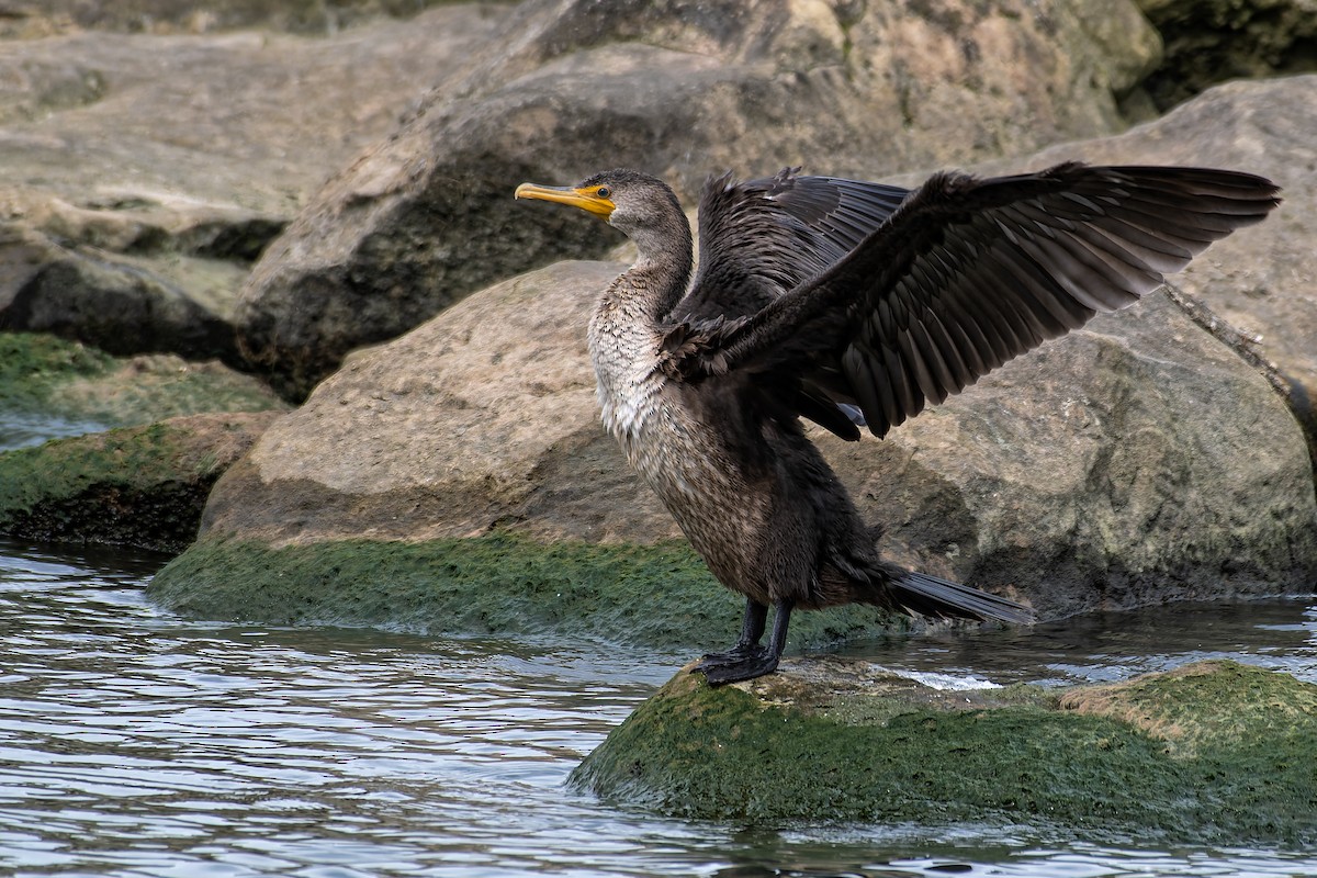 Double-crested Cormorant - ML657543514