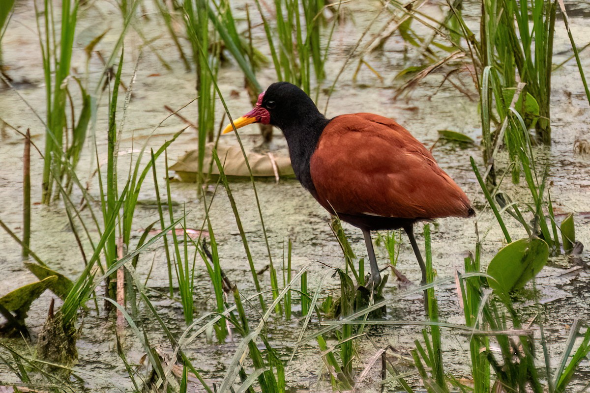 Wattled Jacana - ML657543615
