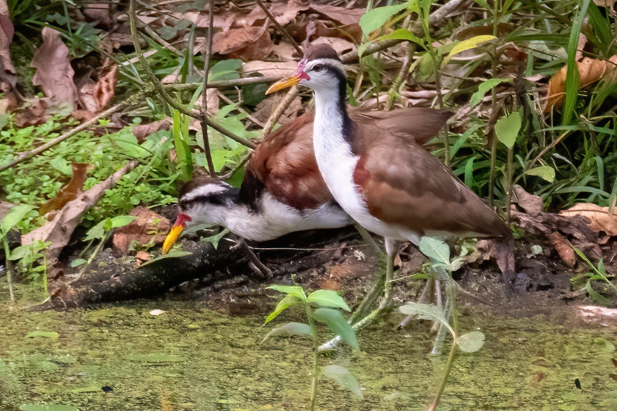 Wattled Jacana - ML657543623