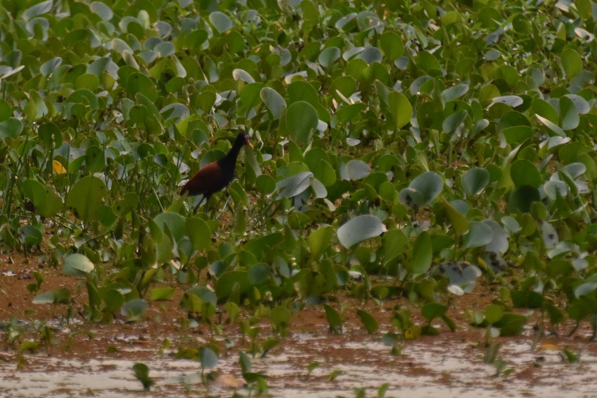Wattled Jacana - ML657543631