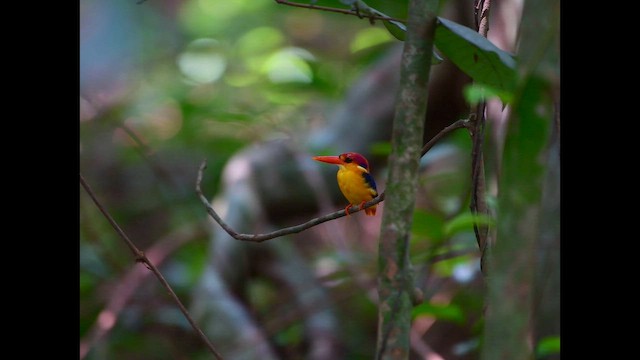 Black-backed Dwarf-Kingfisher - ML657543832