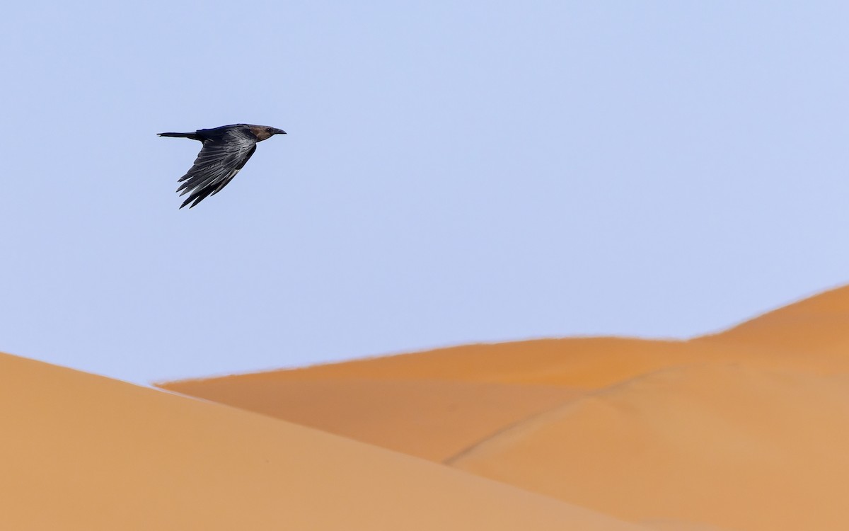 Brown-necked Raven - ML657544550