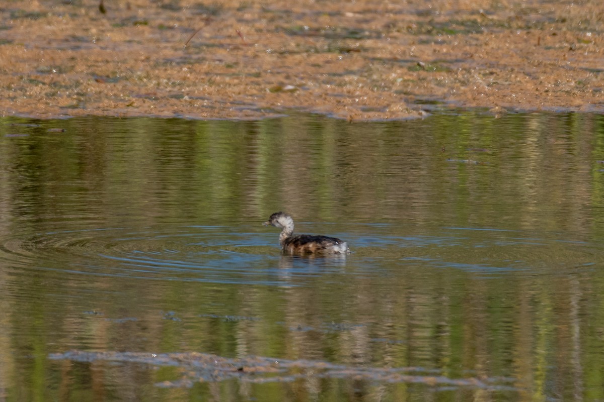 Australasian Grebe - Raphaël Nussbaumer