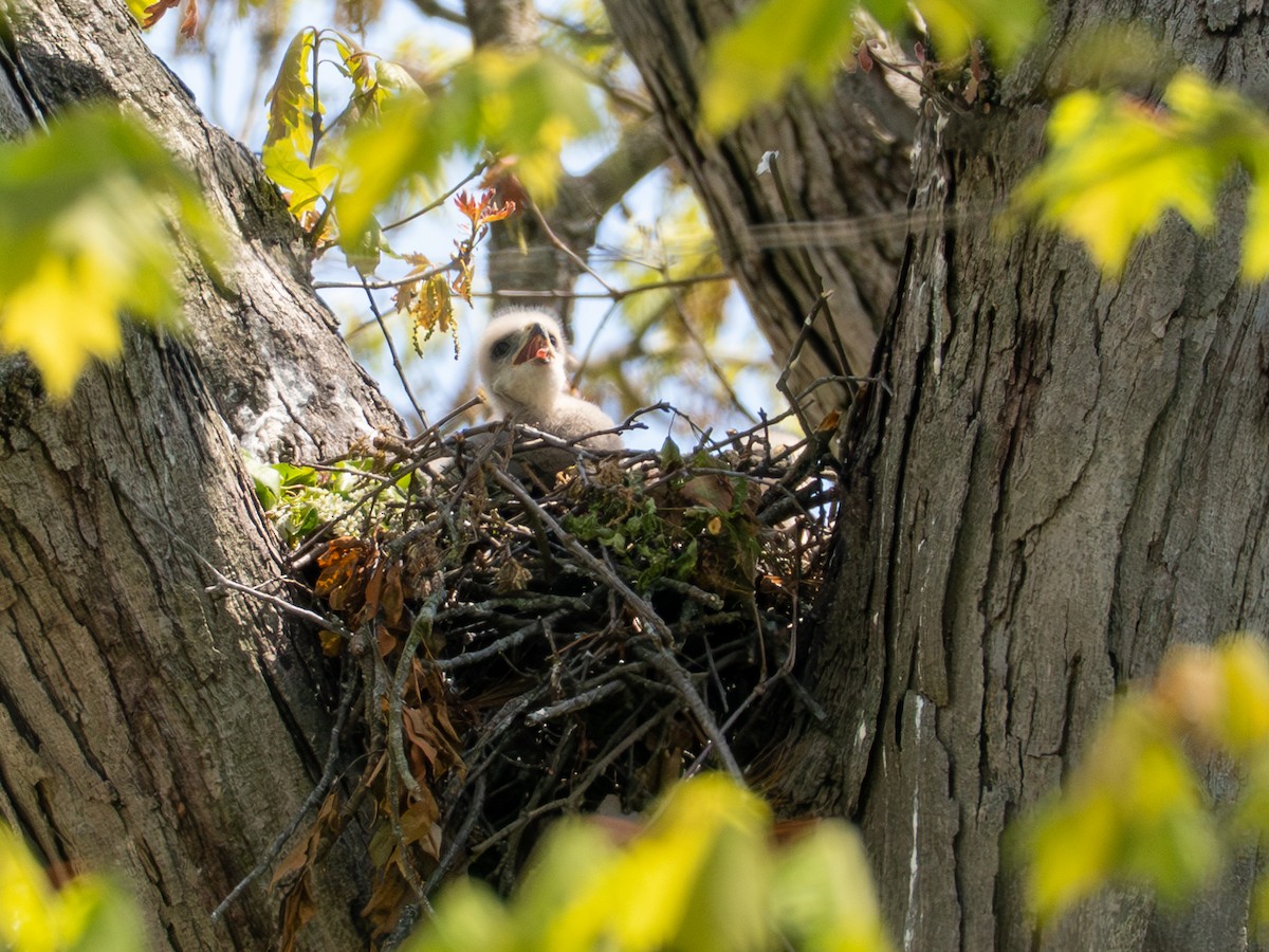 Red-shouldered Hawk - ML657544981