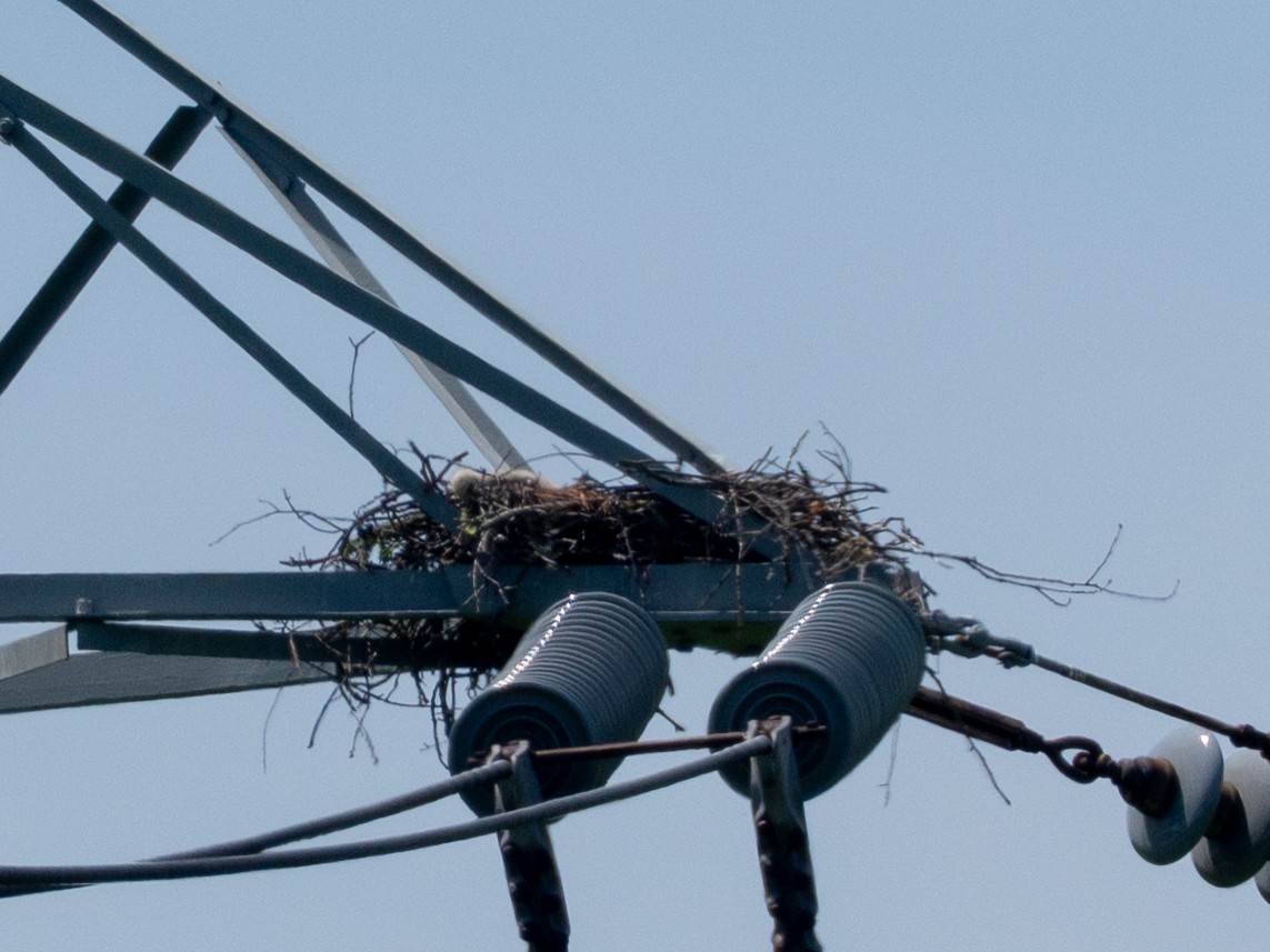 Red-tailed Hawk - ML657544991