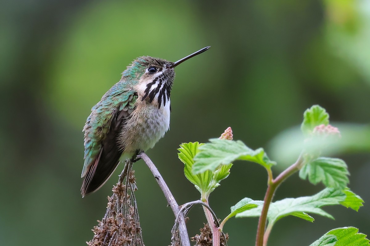 Calliope Hummingbird - ML657545235