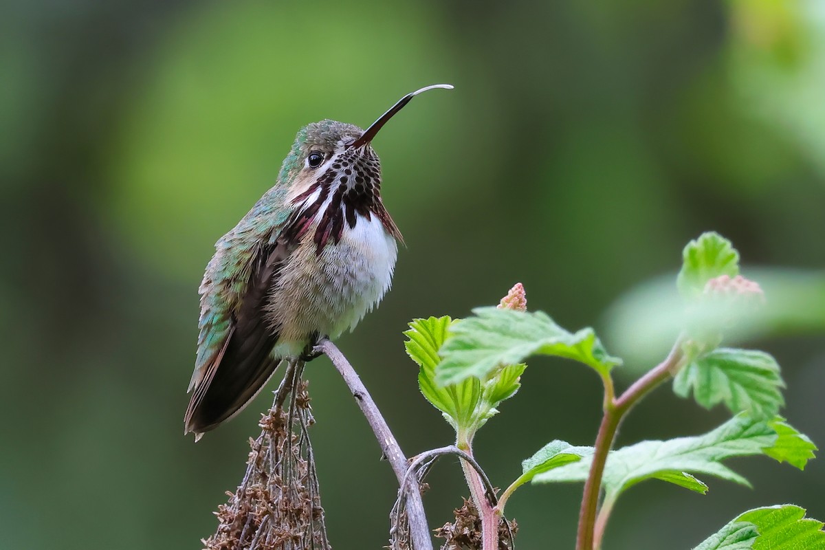 Calliope Hummingbird - ML657545236