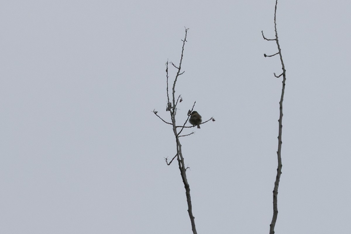 Dusky Flycatcher - ML657545243