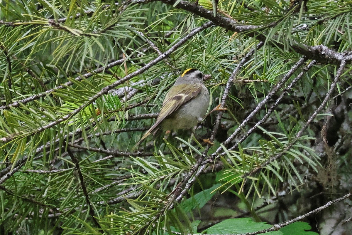 Golden-crowned Kinglet - ML657545253