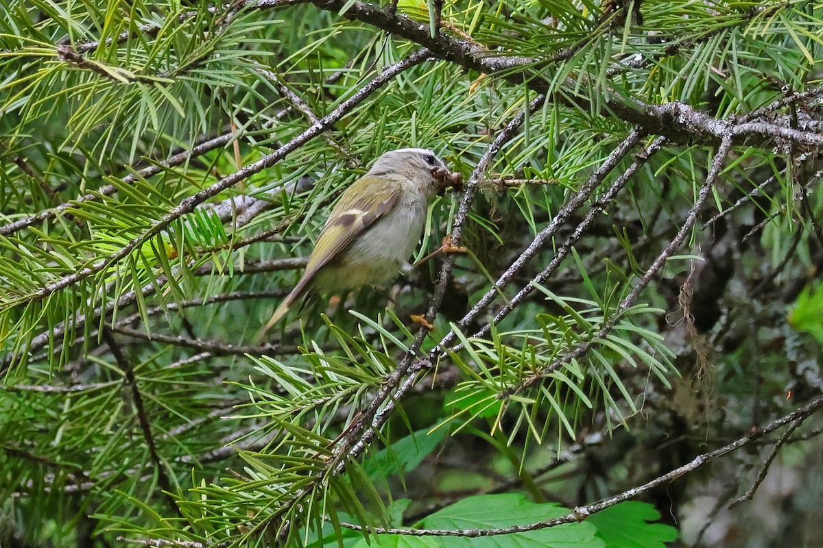 Golden-crowned Kinglet - ML657545255