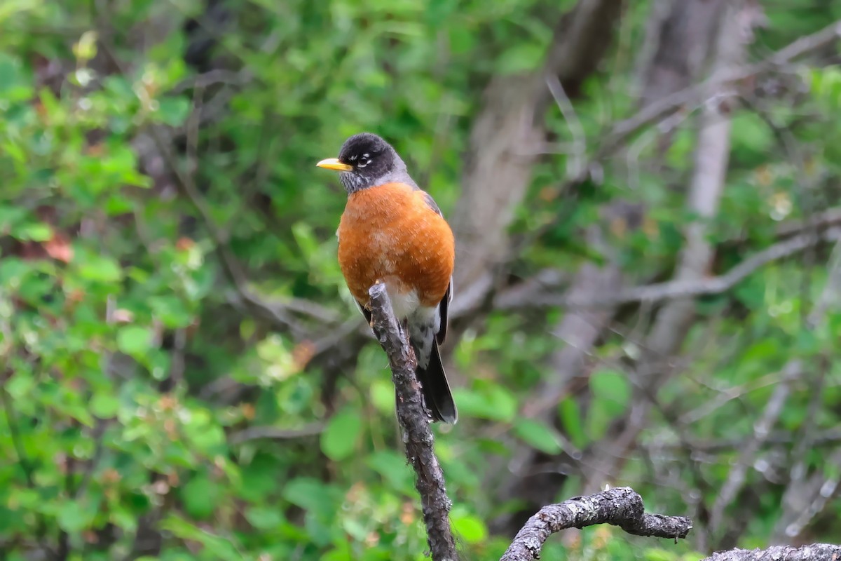 American Robin - ML657545271
