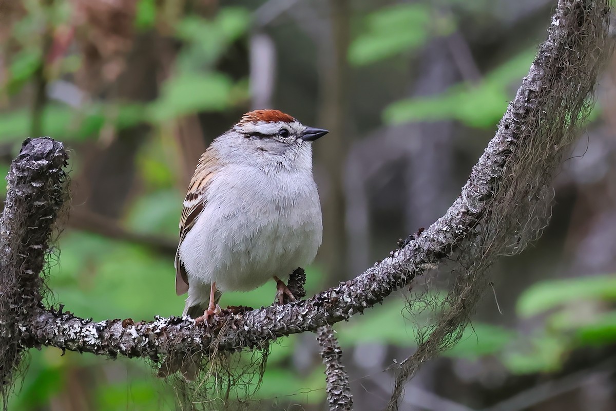 Chipping Sparrow - ML657545279