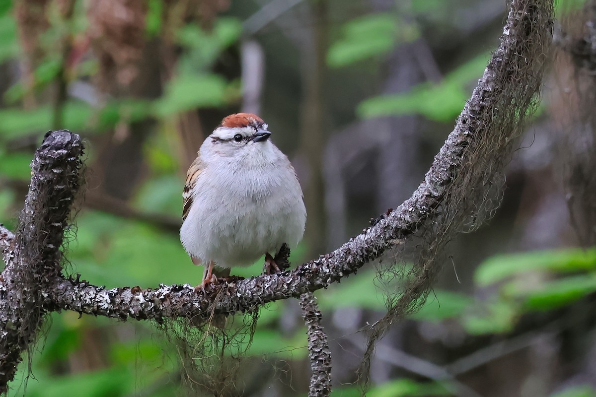 Chipping Sparrow - ML657545280