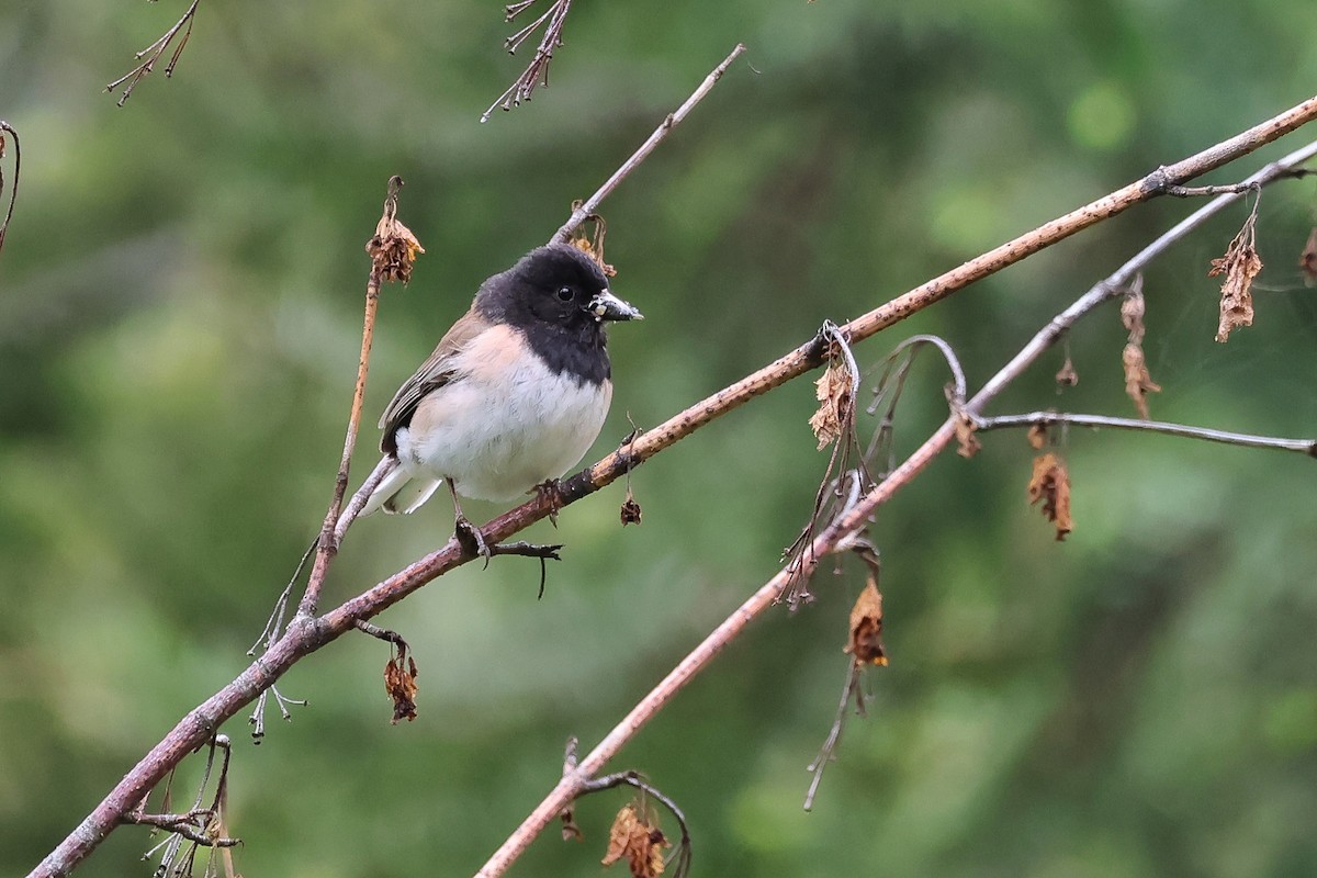 Dark-eyed Junco (Oregon) - ML657545292