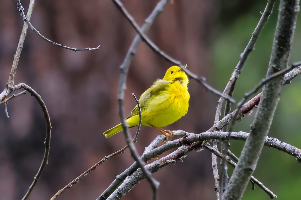 Northern Yellow Warbler - ML657545337