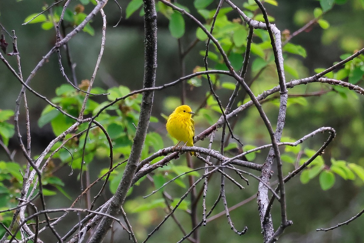 Northern Yellow Warbler - ML657545340