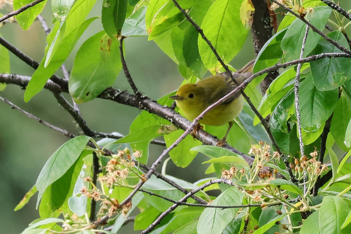 Northern Yellow Warbler - ML657545341