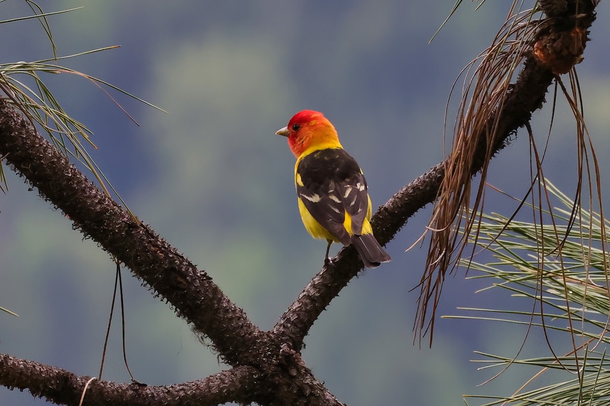 Western Tanager - ML657545353