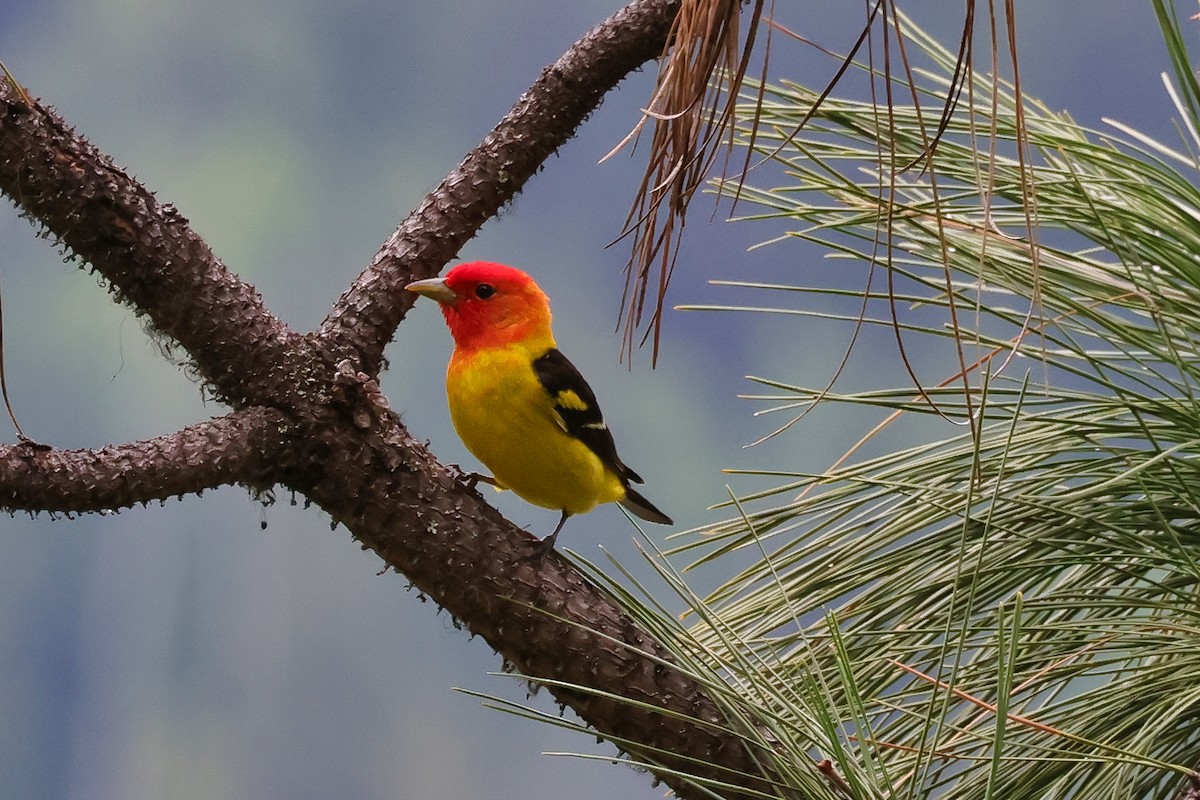 Western Tanager - ML657545354