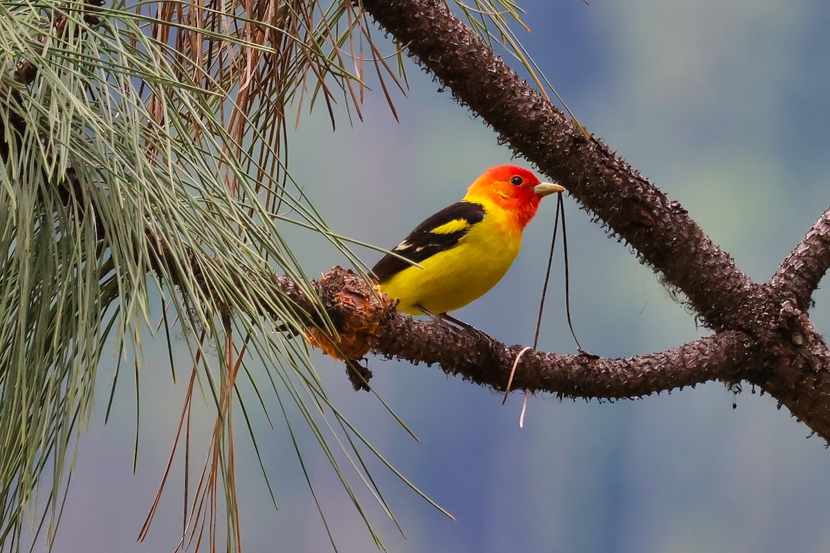 Western Tanager - ML657545355